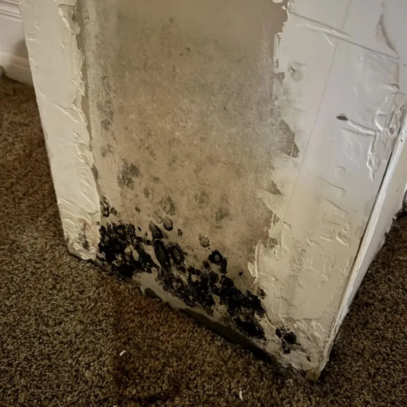 Professional Mold Removal in Chamberlayne, VA